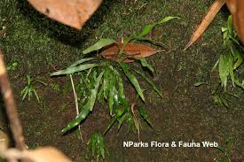 Image result for Vittaria elongata