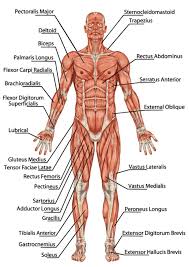 There are around 650 skeletal muscles within the typical human body. How Do Muscles Work How Does Muscle Contraction Work Human Body Organs Human Anatomy Chart Human Body Diagram