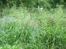 Image result for Panicum maximum