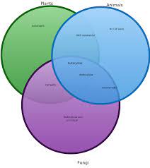 Plants Animals Fungi Venn Diagram Venn Diagram Diagram Cell