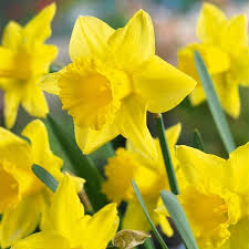 Narcissus King Alfred Daffodil Bulbs In 2020 Daffodil Bulbs Daffodils Spring Flowering Bulbs