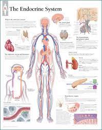 Endocrine System Poster Endocrine System Endocrine System Hormones Endocrine