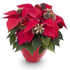 Tutti Sanno Che La Stella Di Natale E Una Pianta Che Per Portare Fortuna Deve Essere Regalata Per Questo Stella Di Natale Fiori Natalizi Fioriere Di Natale