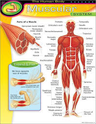 Trend Enterprises The Human Body Muscular System Learning