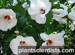 Ada beberapa jenis pokok bunga yang sesuai ditanam dalam iklim malaysia yang panas. Hibiscus Syrian Penanaman Dan Penjagaan Di Tempat Terbuka