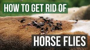 How To Get Rid Of Horse Flies 4 Easy Steps Youtube