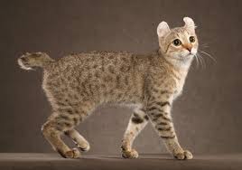 Highlander Shorthair - TICA - The International Cat Association