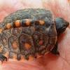 Box turtles are best kept outdoors where they have a lot of roaming area. Https Encrypted Tbn0 Gstatic Com Images Q Tbn And9gcrsuyx0l Ykrxn7xhnzdsgaecdwpos Out Ot93fgq Usqp Cau