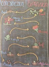 Botany Plant Study Botany Homeschool