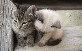 More images for white siamese kitten » Gray Tabby Kitten And White Siamese Kitten On Stair Hd Wallpaper Wallpaper Flare