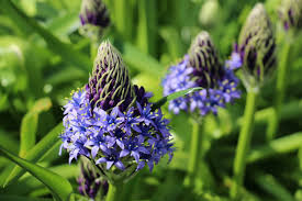 We did not find results for: Scilla Peruviana