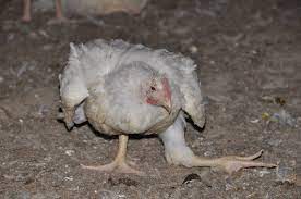 Jul 12, 2015 · what the announcers believed was a broken wrist actually turned out to be a broken hand, dislocated elbow and sprained wrist. Farmed Chickens And The Chicken Industry Veganuary