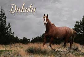 Image result for Dakota Gray 2014 AQ