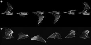 We did not find results for: Advances In The Study Of Bat Flight The Wing And The Wind