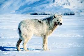 Facts About Tundra Wolves Arctic Wolf Types Of Wolves Arctic Animals