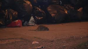 Birmingham's mix of building sizes, types and ages for both homes and birmingham city centre is no stranger to the problems of mice, from busy new. Unbearable Birmingham Bin Strike Could Continue Until Christmas Uk News Sky News