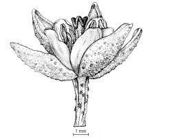 Image result for Nesogordonia