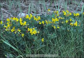 Image result for Lotus namulensis