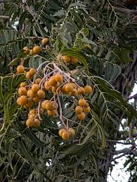 Image result for Sapindus