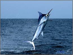 jaco vip costa rica fishing calendar seasons and species