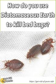 That, by the way, is why pest control companies for bed bugs schedule multiple visits. Pin On Bed Bugs Remedies For House