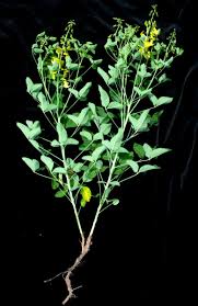 Image result for Crotalaria laburnifolia