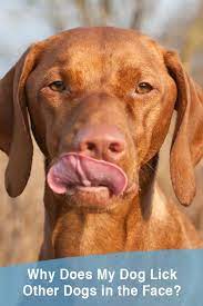 Why Does My Dog Lick Other Dogs In The Face Thatmutt Com