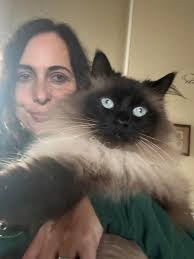 Have you seen this kitty