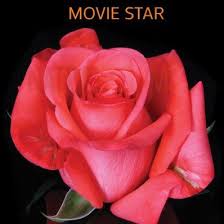 The tea rose is a historical fiction novel by jennifer donnelly. Movie Star Rose Dark Coral Beautiful Rose Flowers Ecuadorian Roses Flowers Indoor