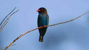 Download Suara Burung Tengkek Buto Bagus Untuk Masteran Binatang Burung Jalak