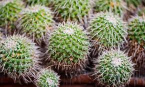 Identifying cacti from pictures alone is notoriously difficult. Looking Sharp How The Cactus Became The World S Most Wanted Plant Homes The Guardian