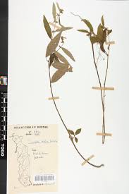 Image result for Triumfetta setulosa