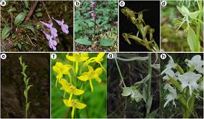 Image result for Bonatea steudneri