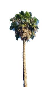 Image result for Washingtonia robusta