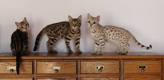 Bengal's, have a lot of personality! How To Avoid Bengal Cat Scams