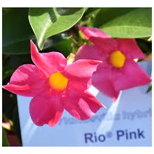 Image result for dipladenie hybrida rio obrázek