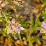 Image result for Micromeria imbricata