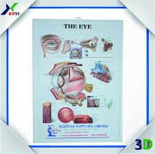 Human Eye 3d Anatomy Chart Poster Pvc Embossed Chart