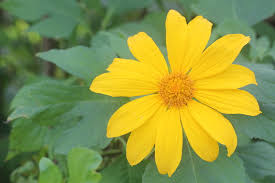 Image result for Tithonia