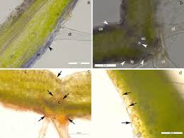 Image result for Synaptolepis alternifolia