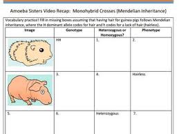 Monohybrid crosses recap answer key by the amoeba sisters by amoeba sisters llc : Dulangi Sumanadasa Dsumanadasa Profile Pinterest