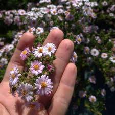 We did not find results for: Aster Kylie I Giardini Dell Indaco