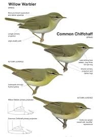 Pin By Hank Tt On Bird Identification Tips Willow Warbler