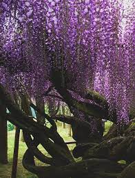 What A Beautiful World We Live In Wisteria Tree Beautiful Tree Flowering Trees