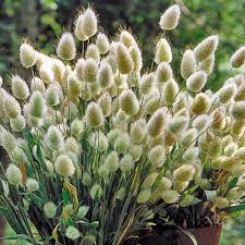 Some say the world will end in fire, some say in ice. Bunny Tails Flower Flower Seeds Ornamental Grasses Bunny Tail Flower