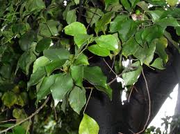 Image result for Cryptocarya woodii