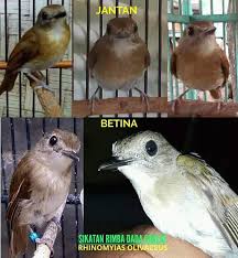 Mbah manuk 03 april 2019. 500 Gambar Burung Flamboyan Jantan Hd Paling Keren Infobaru