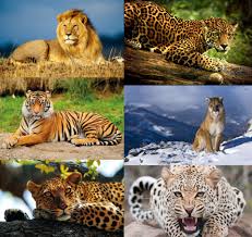 Here we list the key jaguar v leopard differences. Favorite Big Cat Off Topic Comic Vine