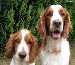 If you're considering english springer spaniel puppies, this article will help you decide. Springer Spaniel Walijski Springer Spaniel Spaniel Welsh Springer Spaniel