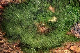 Image result for Zosteraceae